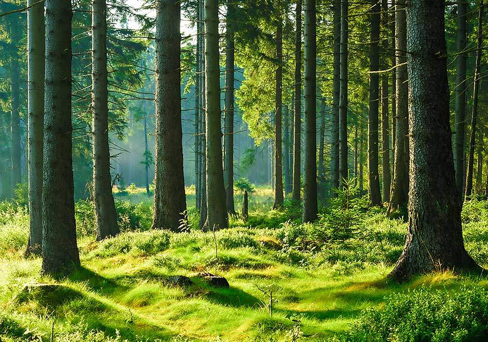 renovieren-naturbaustoffe-oekobau-wohnen